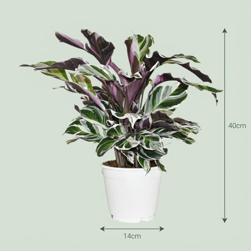 Calathea Fushion Blanc - Ø 14 Cm - Hauteur: 35 - 40 Cm