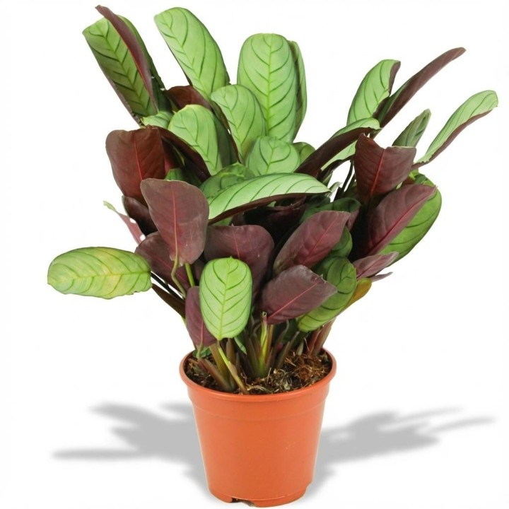 Ctenanthe Amagris - Ø 14 Cm - Height: 35 - 40 Cm