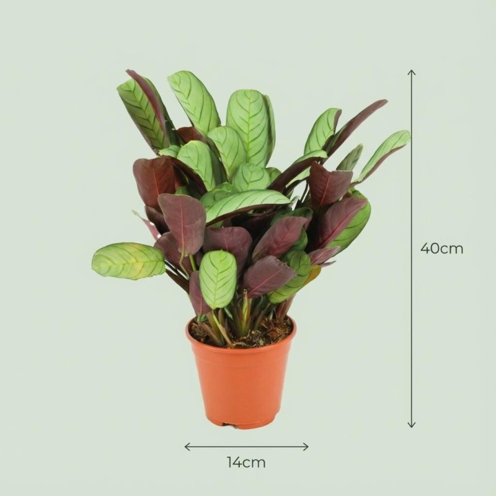 Ctenanthe Amagris - Ø 14 Cm - Height: 35 - 40 Cm