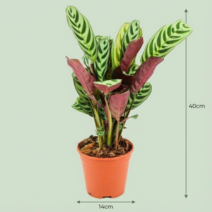 Ctenathe Burle-Marxii - Ø 14 Cm - Height: 35 - 40 Cm
