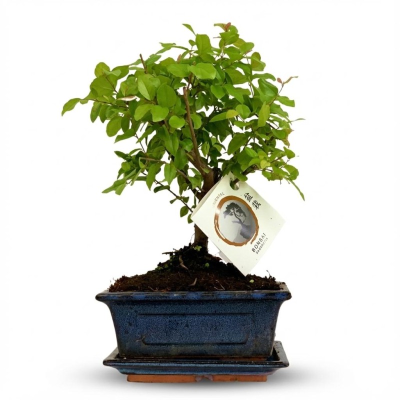 Bonsai - Hauteur: 25-30 Cm (Mix céramiques)