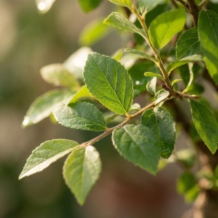 Bonsai - Hauteur: 25-30 Cm (Mix céramiques)
