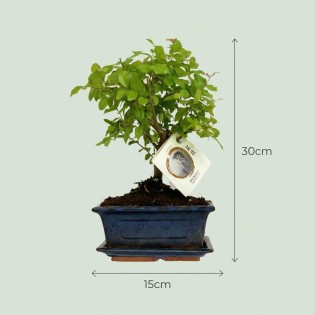 Bonsai - Hauteur: 25-30 Cm (Mix céramiques)
