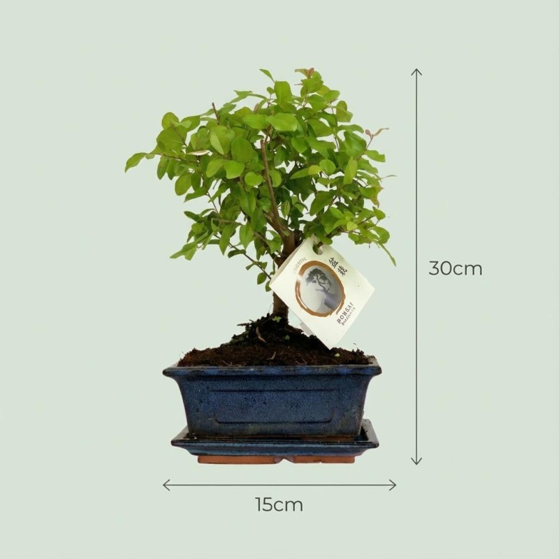 Bonsai - Hauteur: 25-30 Cm (Mix céramiques)