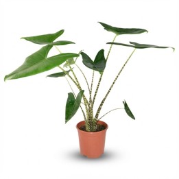 Alocasia Zebrina - Ø 21 Cm - Height: 70 - 75 Cm