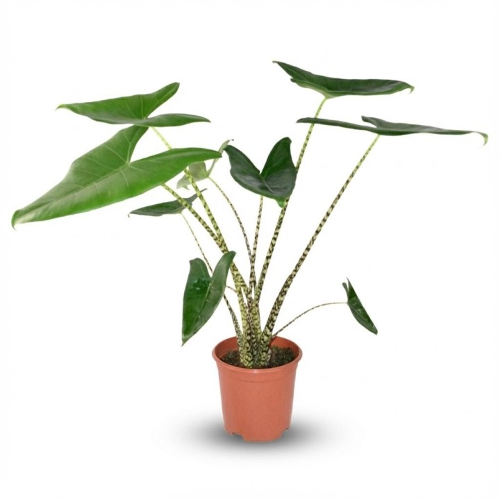 Alocasia Zebrina - Ø 21 Cm - Height: 70 - 75 Cm