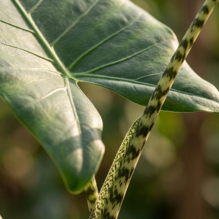 Alocasia Zebrina - Ø 21 Cm - Height: 70 - 75 Cm
