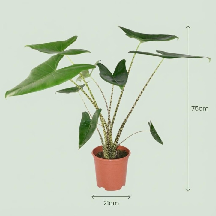 Alocasia Zebrina - Ø 21 Cm - Height: 70 - 75 Cm