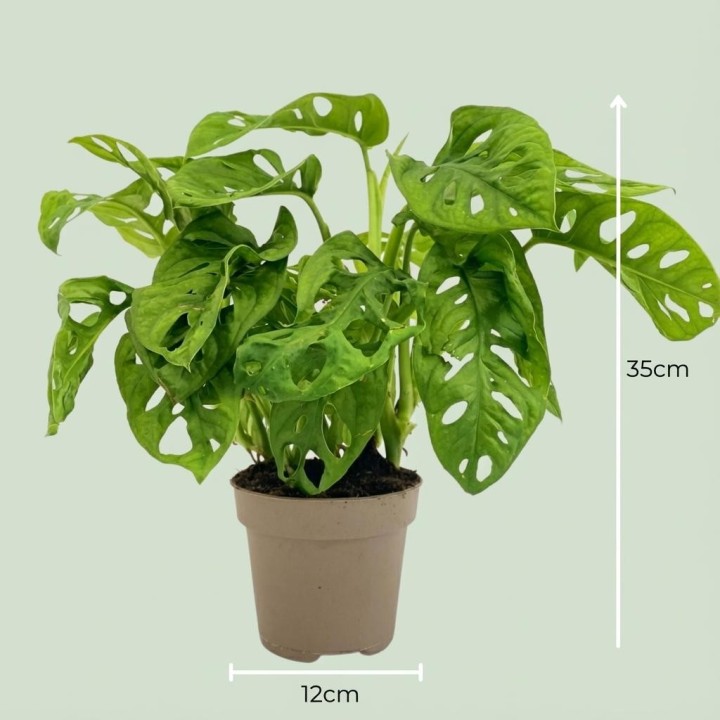 Monstera Adansonii Monkey Mask - Ø 12 Cm - Height: 25-35Cm