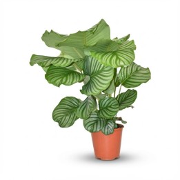 Calathea Orbifolia - Ø 17 Cm - Height: 40 - 50Cm