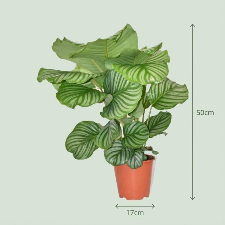 Calathea Orbifolia - Ø 17 Cm - Height: 40 - 50Cm