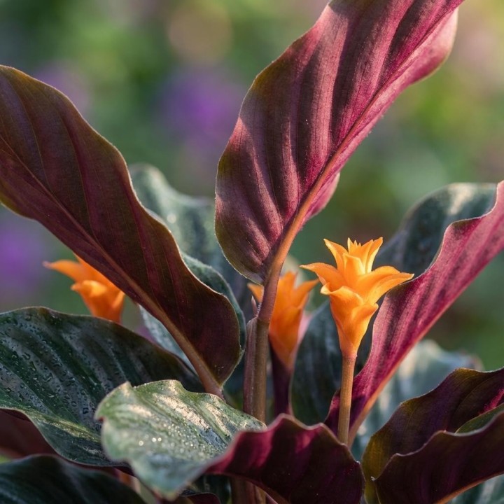 Calathea Crocata - Ø 14 Cm - Height: 40 - 45Cm