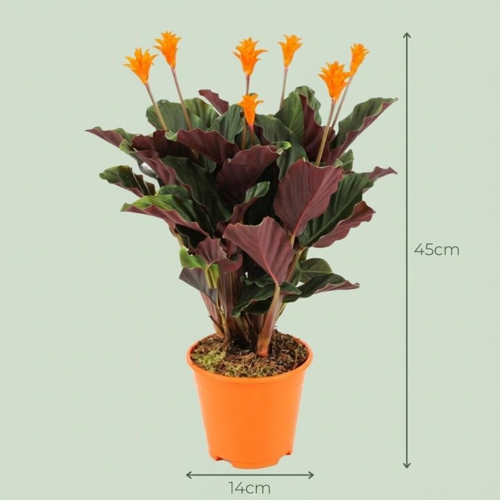 Calathea Crocata - Ø 14 Cm - Height: 40 - 45Cm