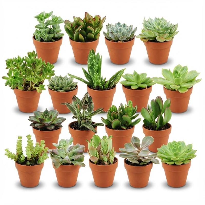 Mélange mini-succulent - 18 pièces - Ø 8,1 Cm - Hauteur: 5-10 Cm - Pots en terre cuite