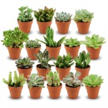 Mélange mini-succulent - 18 pièces - Ø 8,1 Cm - Hauteur: 5-10 Cm - Pots en terre cuite