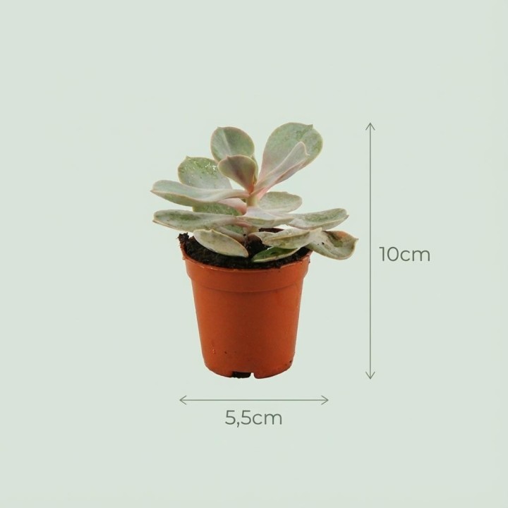 Mélange mini-succulent - 18 pièces - Ø 8,1 Cm - Hauteur: 5-10 Cm - Pots en terre cuite