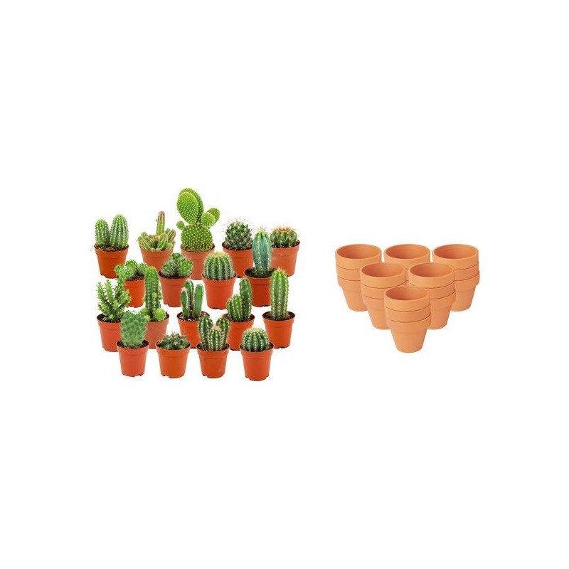 Mini mélange de cactus - 18 pièces - Ø 8,1 Cm - Hauteur: 5-10 Cm - Pots en terre cuite