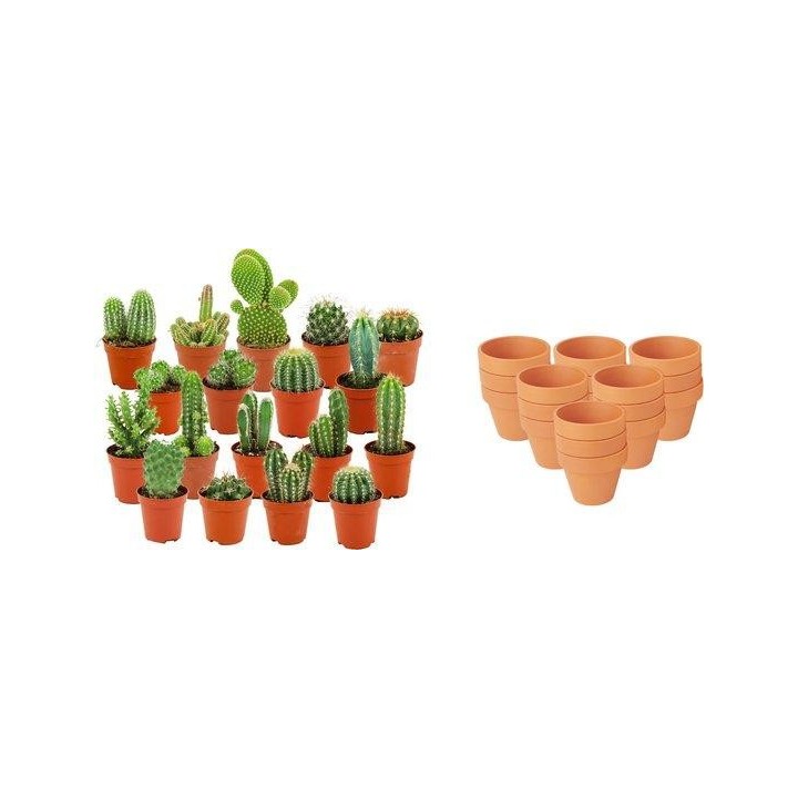 Mini mélange de cactus - 18 pièces - Ø 8,1 Cm - Hauteur: 5-10 Cm - Pots en terre cuite