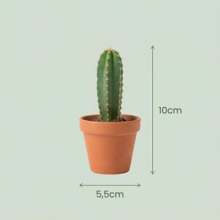 Mini mélange de cactus - 18 pièces - Ø 8,1 Cm - Hauteur: 5-10 Cm - Pots en terre cuite
