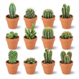 Mini mélange de cactus - 12 pièces - Ø 8,1 Cm - Hauteur: 5-10 Cm - Pots en terre cuite
