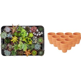 Mélange mini-succulent - 30 pièces - Ø 8,1 Cm - Hauteur: 5-10 Cm - Pots en terre cuite