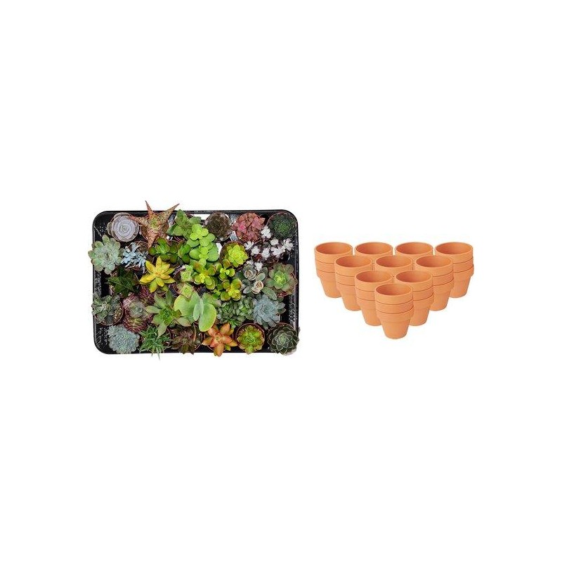 Mélange mini-succulent - 30 pièces - Ø 8,1 Cm - Hauteur: 5-10 Cm - Pots en terre cuite