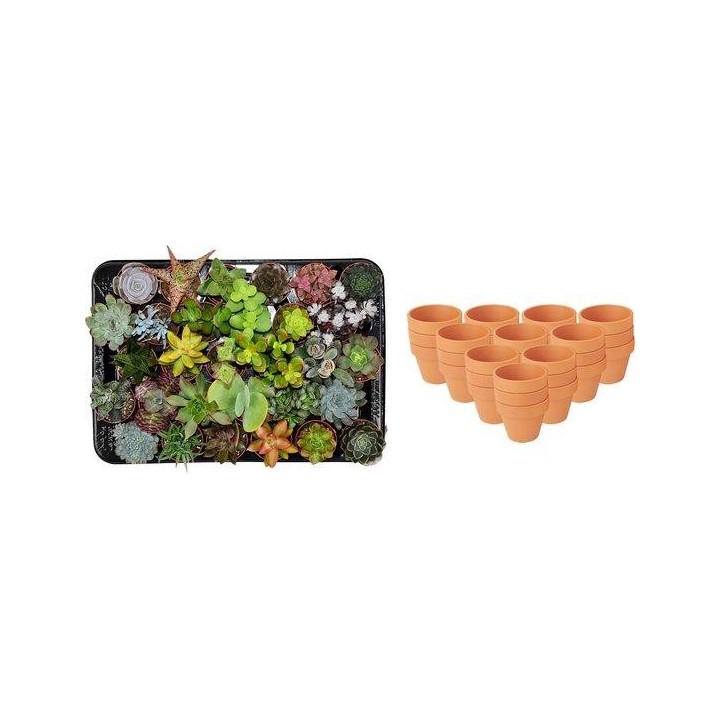 Mélange mini-succulent - 30 pièces - Ø 8,1 Cm - Hauteur: 5-10 Cm - Pots en terre cuite