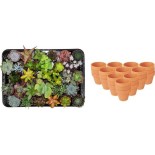 Mélange mini-succulent - 30 pièces - Ø 8,1 Cm - Hauteur: 5-10 Cm - Pots en terre cuite