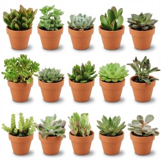 Mélange mini-succulent - 15 pièces - Ø 8,1 Cm - Hauteur: 5-10 Cm - Pots en terre cuite