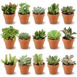 Mélange mini-succulent - 15 pièces - Ø 8,1 Cm - Hauteur: 5-10 Cm - Pots en terre cuite