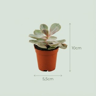 Mélange mini-succulent - 15 pièces - Ø 8,1 Cm - Hauteur: 5-10 Cm - Pots en terre cuite