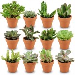 Mélange mini-succulent - 12 pièces - Ø 8,1 Cm - Hauteur: 5-10 Cm - Pots en terre cuite