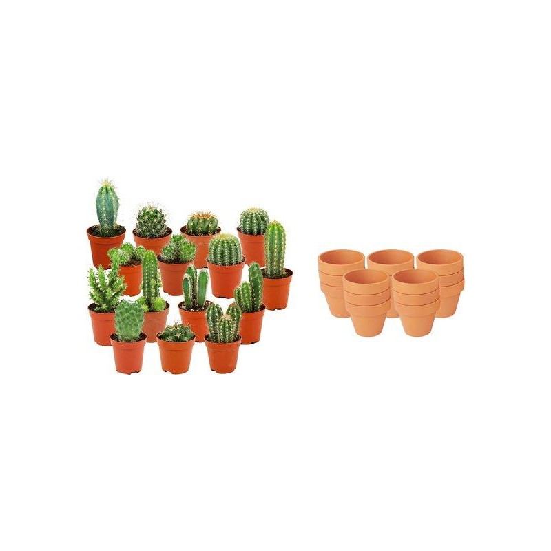 Mini mélange de cactus - 15 pièces - Ø 8,1 Cm - Hauteur: 5-10 Cm - Pots en terre cuite