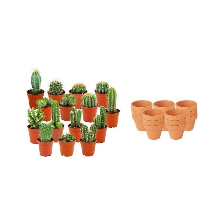 Mini mélange de cactus - 15 pièces - Ø 8,1 Cm - Hauteur: 5-10 Cm - Pots en terre cuite