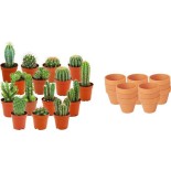 Mini mélange de cactus - 15 pièces - Ø 8,1 Cm - Hauteur: 5-10 Cm - Pots en terre cuite