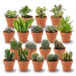 Mini Cactus & Succulent Mélange - 18 pièces - Ø 8,1 Cm - Hauteur: 5-10 Cm - Pots en terre cuite