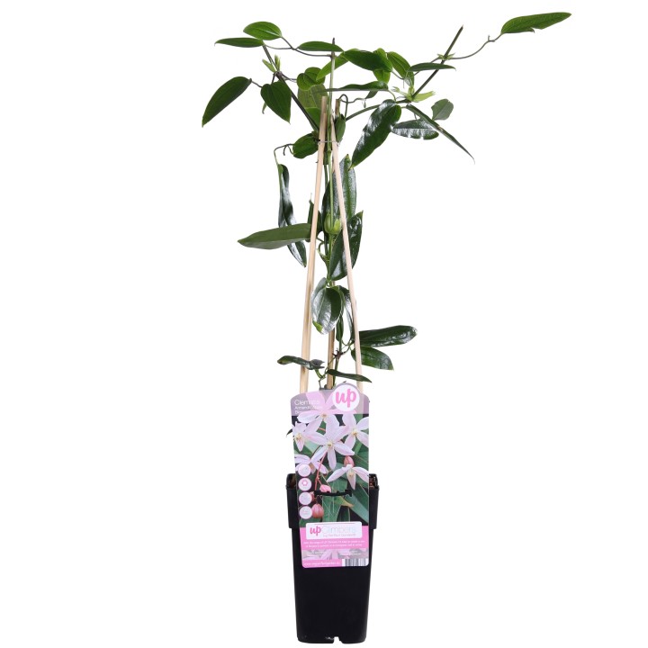 Clematis Armandii Apple Blossom - Evergreen Clematis Light Pink - Ø15Cm - ↕65Cm