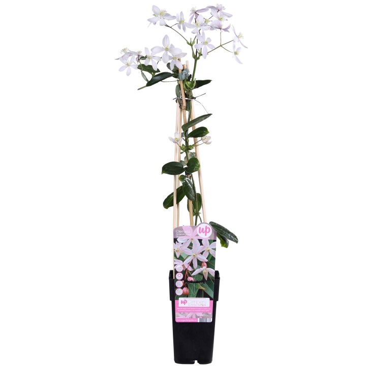 Clematis Armandii Apple Blossom - Evergreen Clematis Light Pink - Ø15Cm - ↕65Cm