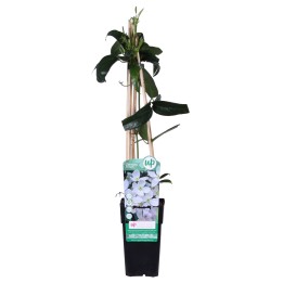 Clematis Armandii - Evergreen Clematis White - Ø15Cm - ↕65Cm