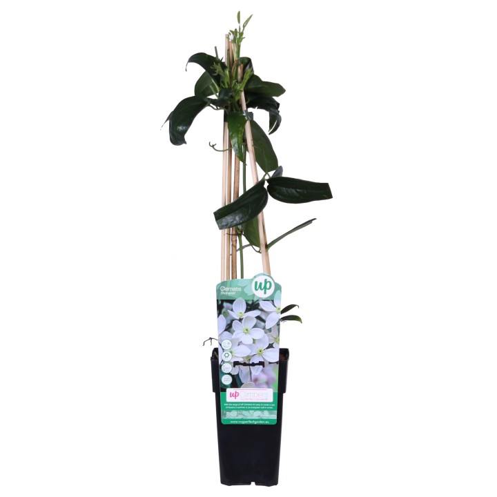 Clematis Armandii - Evergreen Clematis White - Ø15Cm - ↕65Cm