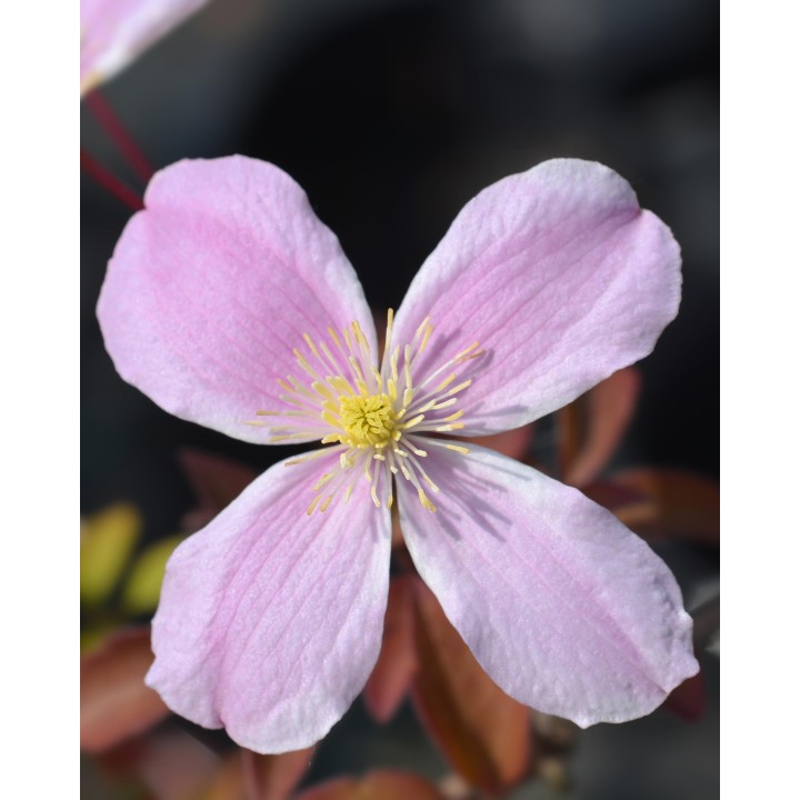 Clematis Montana 'Fragrant Spring' - ↨65Cm - Ø15