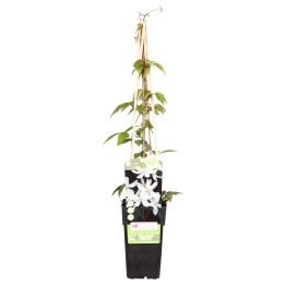 Clematis Montana 'Grandiflora' - ↨65Cm - Ø15