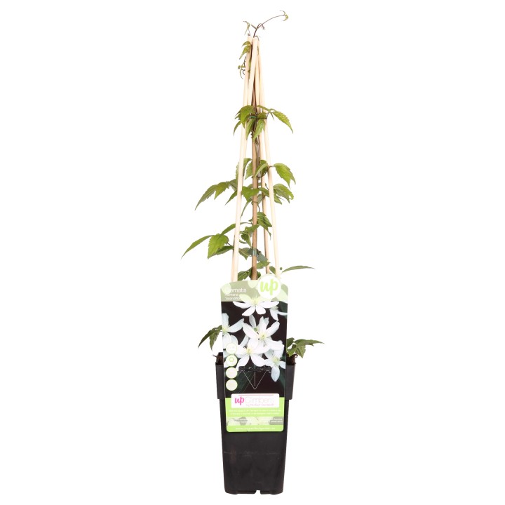 Clematis Montana 'Grandiflora' - ↨65Cm - Ø15