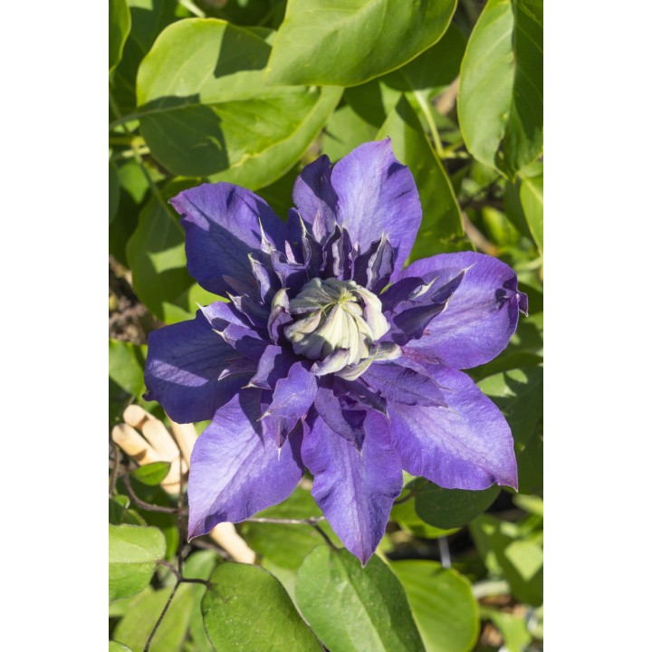 Clematis Multi Blue - Clematis Blauw - Ø15Cm - ↕65Cm