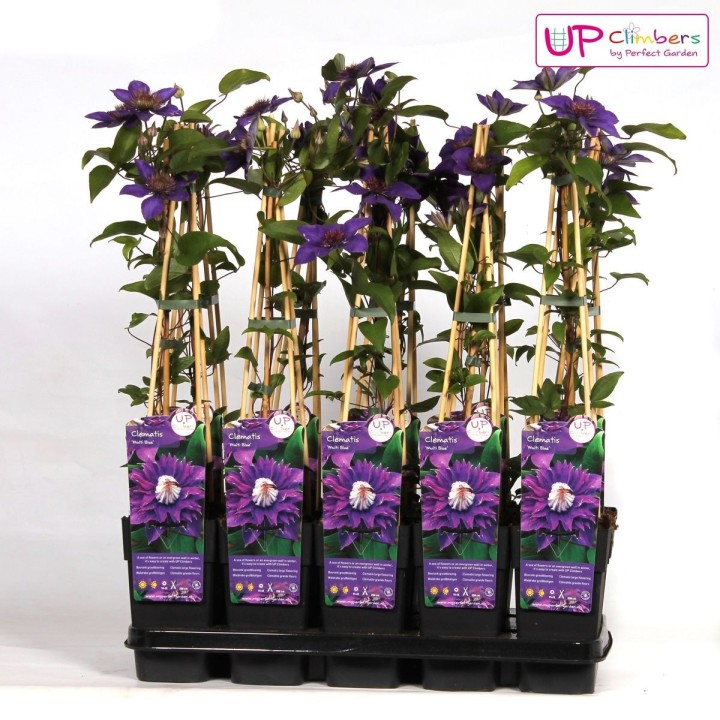 Clematis Multi Blue - Clematis Blauw - Ø15Cm - ↕65Cm