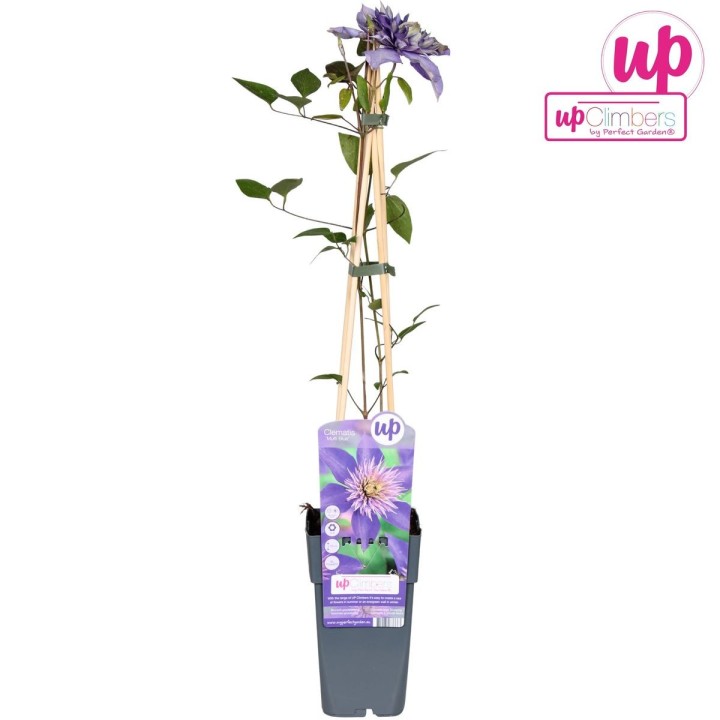 Clematis Multi Blue - Clematis Blauw - Ø15Cm - ↕65Cm