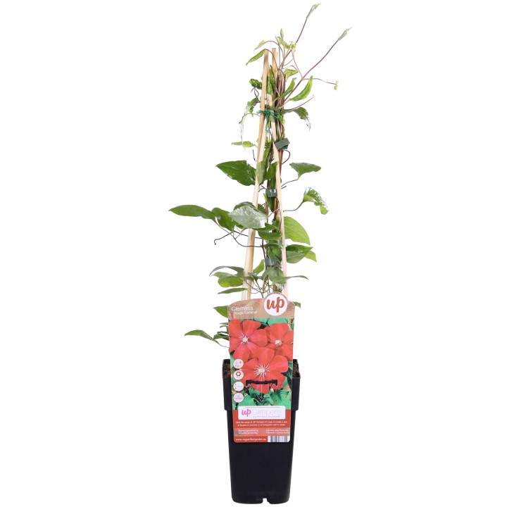 Clematis Hagley Hybrid - Clematis Rood - Ø15Cm - ↕65Cm