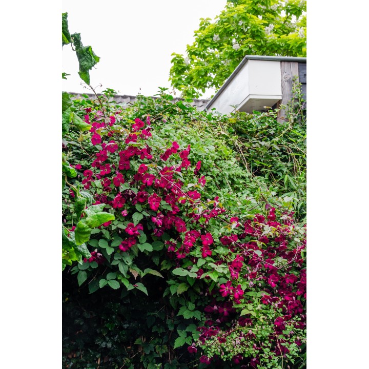 Clematis Hagley Hybrid - Clematis Rood - Ø15Cm - ↕65Cm