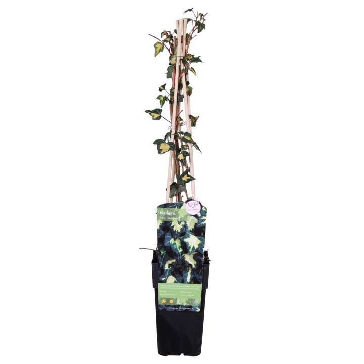 Hedera Helix 'Goldheart' - Ø15Cm - ↕65Cm