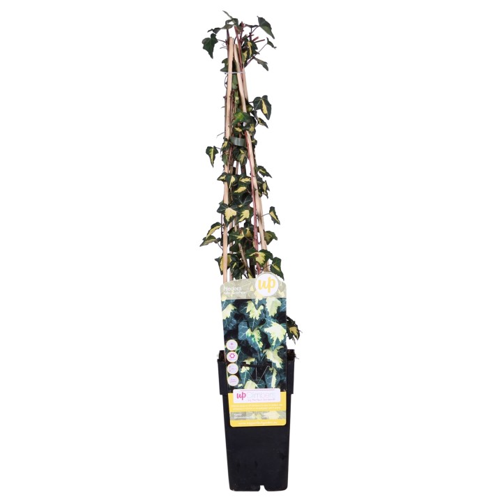 Hedera Helix 'Goldheart' - Ø15Cm - ↕65Cm